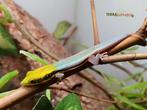 Phelsuma Klemmeri, Lézard, 0 à 2 ans