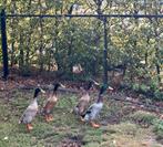 Loopeenden, Dieren en Toebehoren, Pluimvee, Mannelijk, Eend
