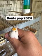 majoor putters, Dieren en Toebehoren, Wildzangvogel, Geringd