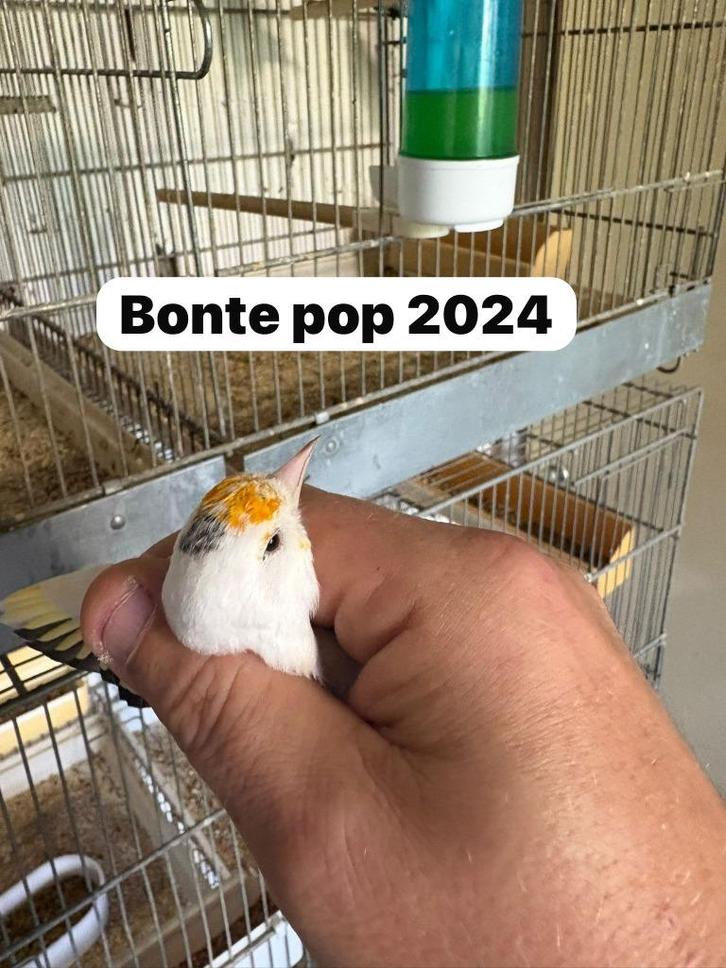 majoor putters, Dieren en Toebehoren, Vogels | Overige Vogels, Wildzangvogel, Geringd