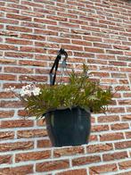 Hanging Basket Solanum Jasminoides, Ophalen