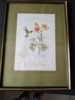 Hummingbird, Ophalen
