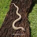 Verschillende heterodon nasicus (westelijke haakneusslang), Dieren en Toebehoren, Reptielen en Amfibieën, Slang, 0 tot 2 jaar
