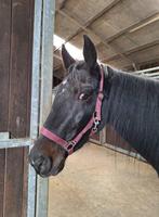 tequila zoek een baas, Dieren en Toebehoren, Merrie, Minder dan 160 cm, Gechipt, 3 tot 6 jaar