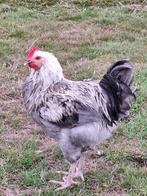 Marans kippen, Dieren en Toebehoren, Mannelijk, Kip