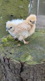 Hennen kuikens usa zijdehoen zijdehoenders, Dieren en Toebehoren