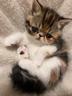 kittens Exotische korthaar, Dieren en Toebehoren, Katten en Kittens | Raskatten | Korthaar, Meerdere dieren, Gechipt, 0 tot 2 jaar