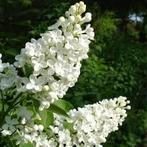 Zaailing van een witte sering, Jardin & Terrasse, Plantes | Arbustes & Haies, Enlèvement ou Envoi