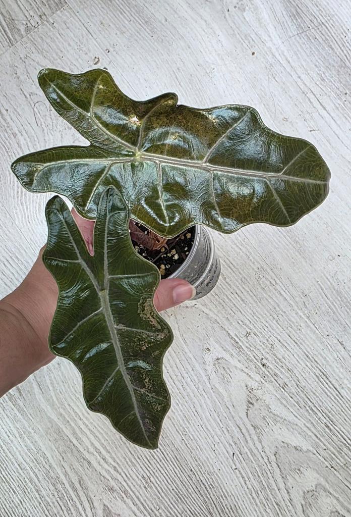 Alocasia pseudo sanderiana aurea, Maison & Meubles, Plantes d'intérieur, Enlèvement