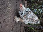 Brahma hen, Dieren en Toebehoren, Pluimvee, Vrouwelijk, Kip