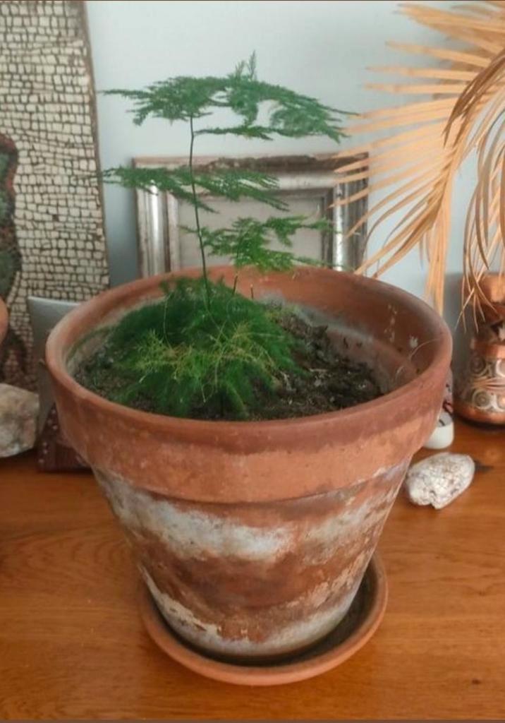 Asparagus plumosus, Huis en Inrichting, Kamerplanten, Ophalen