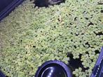 Salvinia minima drijfplant, Dieren en Toebehoren, Vissen | Aquaria en Toebehoren, Ophalen, Zo goed als nieuw