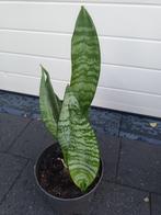 Sanseveria met korting, Ophalen, In pot