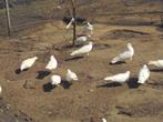 Witte Duiven (Bruidsduiven), Animaux & Accessoires, Oiseaux | Pigeons