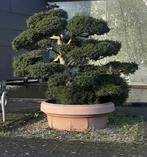 Gezocht Ilex crenata bonsai boom, Tuin en Terras, Ophalen