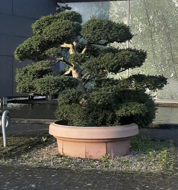 Gezocht Ilex crenata bonsai boom