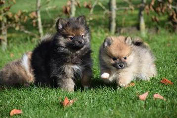 Keeshond pup/Dwergkees pups/ Pomeriaan/ Pomeranian /Spitz