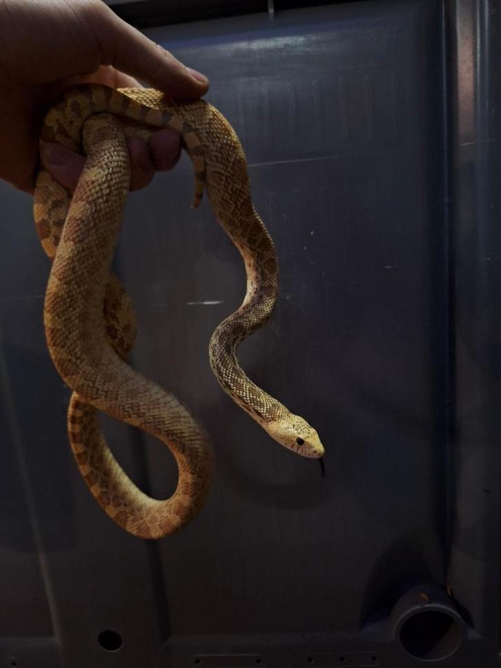 Koppel stierslang yellow hypo, Dieren en Toebehoren, Reptielen en Amfibieën, Slang