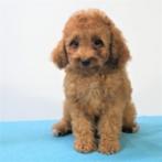 Cavapoo pups te koop, Dieren en Toebehoren, 15 weken tot 1 jaar, Buitenland, CDV (hondenziekte), Meerdere