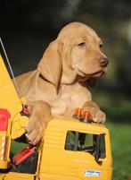 Vizsla pups, België, Overige rassen, CDV (hondenziekte), 8 tot 15 weken