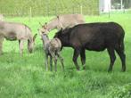 ezels, Dieren en Toebehoren, Paarden, Gechipt, Merrie, 0 tot 2 jaar, Minder dan 160 cm