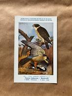 Vogels der Belgische Fauna Nr. 102 Boomvalk, Verzamelen, Ophalen of Verzenden, Ongelopen, Vogel