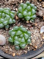Haworthia cooperi var. truncata, Maison & Meubles, Plantes d'intérieur, Ombre partielle, En pot, Plante verte, Plante succulente