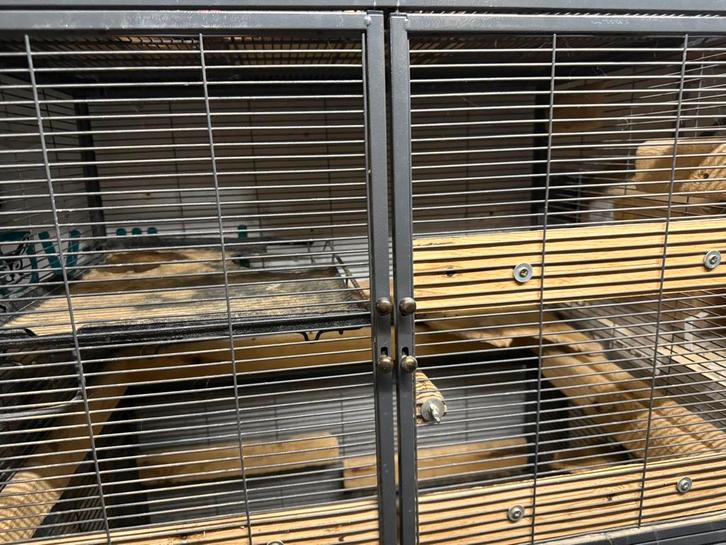 critter nation kooi, Dieren en Toebehoren, Knaagdieren en Konijnen | Hokken en Kooien, Zo goed als nieuw, Kooi, 90 cm of meer