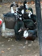 Barbarie eenden 6 tot 12 maanden oud - 8€ per stuk, Dieren en Toebehoren