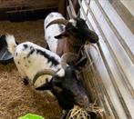 2 dwerggeiten ooien, Dieren en Toebehoren, Schapen, Geiten en Varkens