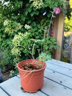 Roze akelei, Tuin en Terras, Planten | Tuinplanten, Ophalen