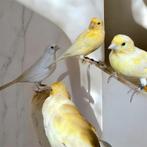 Kanaries van 2025, Animaux & Accessoires, Oiseaux | Canaris