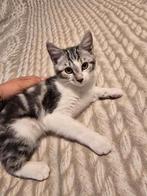 Kitten 4 maand oud, Dieren en Toebehoren, Poes, Kortharig, 0 tot 2 jaar