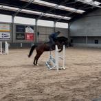 veelbelovende 5-jarige ruin met potentieel, Dieren en Toebehoren, Paarden, Springpaard, Gechipt, Ruin, Niet van toepassing