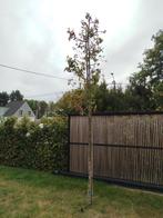 Sierappel boom (mini appels), Tuin en Terras, Ophalen