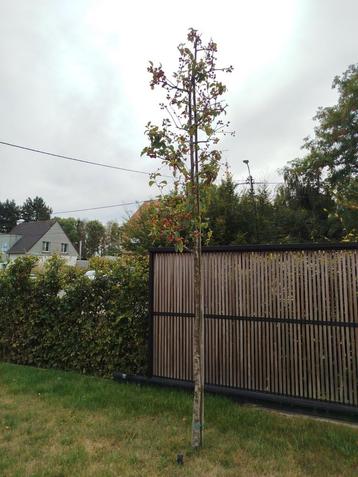 Sierappel boom (mini appels)  beschikbaar voor biedingen