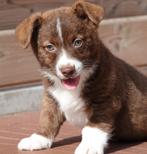 Prachtige Welsh corgi cardigan pups, Dieren en Toebehoren, Honden | Herdershonden en Veedrijvers, België, Overige rassen, CDV (hondenziekte)