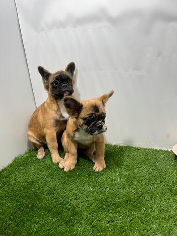 Chiots Pubber en peluche Bouledogue français disponible aux enchères