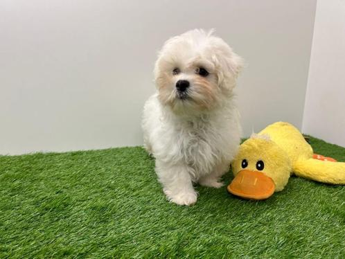 Portée de Chiots Bichon Maltais - petite taille, Animaux & Accessoires, Chiens | Chihuahuas & Chiens de compagnie, Plusieurs animaux