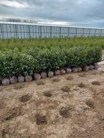 Portugese laurier 60/80 cm PROMO, Tuin en Terras, Ophalen, Laurier