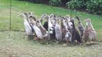 indische loopeenden