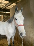 recreatiepaard, Dieren en Toebehoren, Paarden, Gechipt, Ruin, 160 tot 165 cm, 11 jaar of ouder