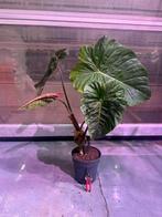 Philodendron majestic, Enlèvement