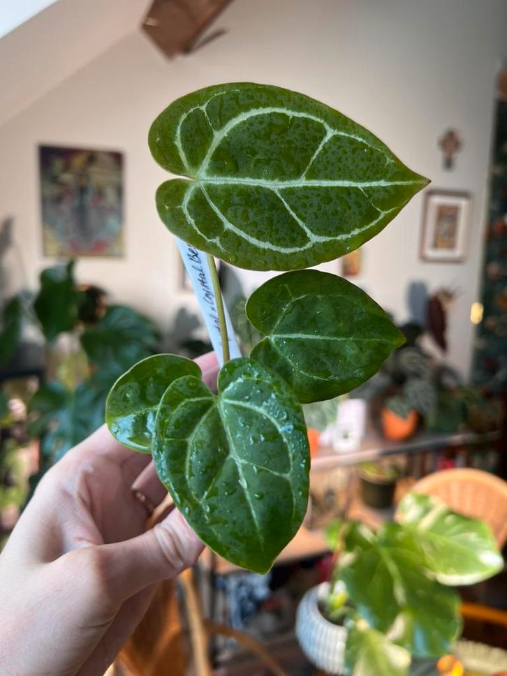 Anthurium Crystallinum x (besseae x crystallinum), Huis en Inrichting, Kamerplanten, Ophalen