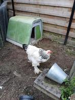 Jonge haan brahma wit zwartcolumbia, Dieren en Toebehoren, Pluimvee