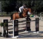 FOR SALE bekend voor al haar overwinningen hope v/d bakkersh, Dieren en Toebehoren, Paarden, Merrie, ZZ, Springpaard, Gechipt
