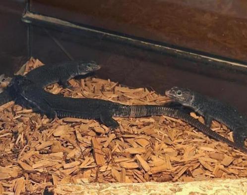 Parelhagedis („melanistisch”), Dieren en Toebehoren, Reptielen en Amfibieën, Hagedis