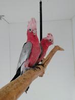Kaketoe, Dieren en Toebehoren, Papegaai, Geringd