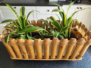 Retro bamboe rechthoekige plantenbak beschikbaar voor biedingen