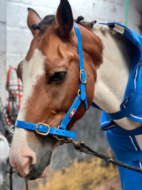 Brave bonte merrie, Dieren en Toebehoren, Paarden, Merrie, Zadelmak, Minder dan 160 cm, 11 jaar of ouder, Recreatiepaard, Gechipt